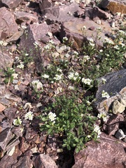 Cerastium beeringianum