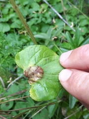 Puccinia fergussonii