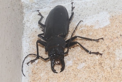 Stenodontes chevrolati