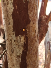 Coccinellidae