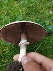 Agaricus