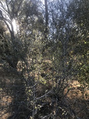 Cercocarpus betuloides