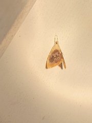 Glaphyria fulminalis