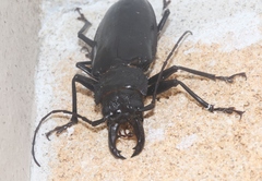 Stenodontes chevrolati