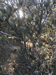 Cercocarpus betuloides