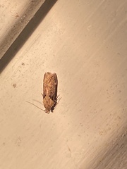 Chionodes mediofuscella