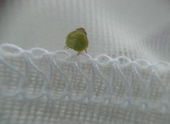 Hemisphaerius
