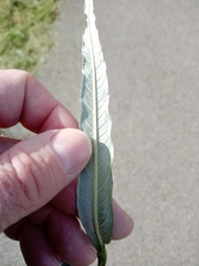 Salix viminalis