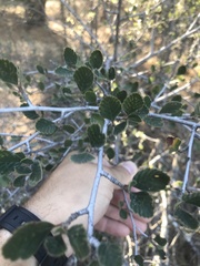 Cercocarpus betuloides