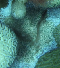 Stephanocoenia intersepta