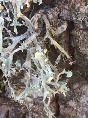 Ramalina fastigiata
