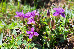 Gentianella campestris