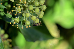 Ancistrocerus