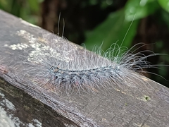 Chrysaeglia magnifica