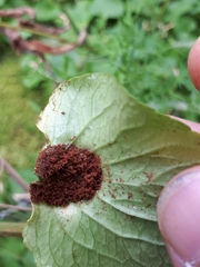 Puccinia fergussonii