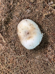 Russula brevipes acrior