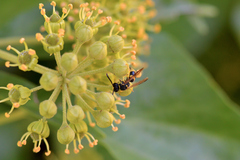 Ancistrocerus