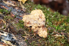 Naematelia encephala