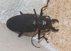 Stenodontes chevrolati