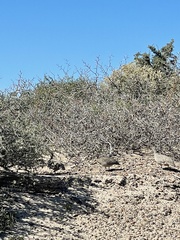 Eudromia elegans