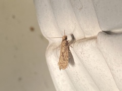 Amydria effrenatella