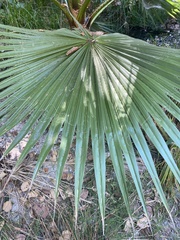 Washingtonia filifera