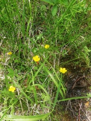 Ranunculus propinquus