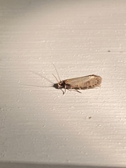 Amydria effrenatella