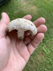Russula brevipes acrior