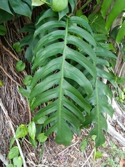 Epipremnum pinnatum