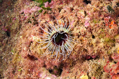 Cerianthus membranaceus