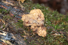 Naematelia encephala