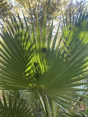 Washingtonia filifera