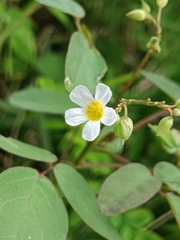 Oxalis barrelieri