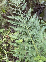 Athyrium filix-femina
