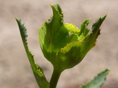 Euphorbia serrata