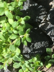 Galium verrucosum