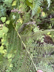Athyrium filix-femina