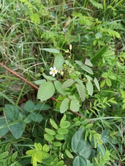 Oxalis barrelieri