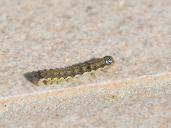 Helicoverpa armigera