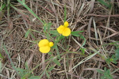 Stylosanthes biflora