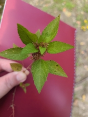Acalypha rhomboidea
