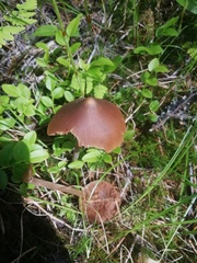 Entoloma vernum