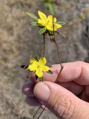 Hibbertia salicifolia