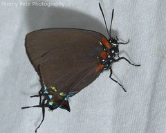 Atlides halesus