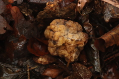 Naematelia encephala