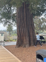 Sequoia