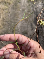 Hibbertia salicifolia