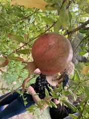 Punica