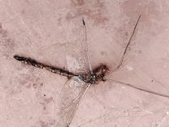 Anisoptera
